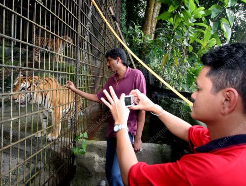 KANDANG HARIMAU