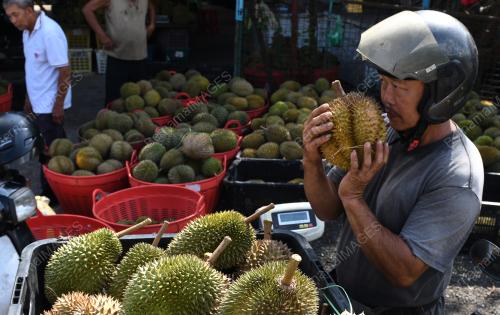 MUSIM DURIAN
