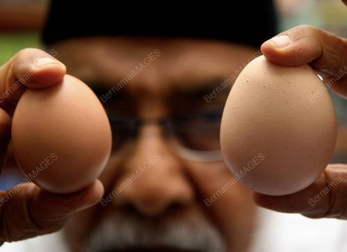 TELUR TIRUAN