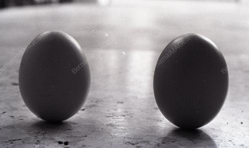 TELUR