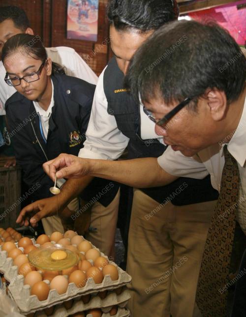PEMERIKSAAN TELUR