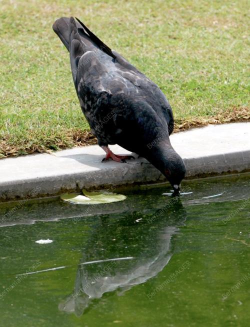 PG03_07042016_BURUNG_CUACA