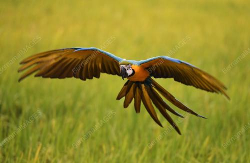 BURUNG KAKAK TUA