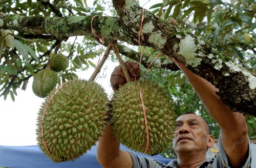 PG03_08062015_IKAT_DURIAN