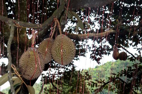 BUAH DURIAN