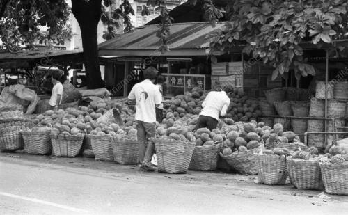PG03_09072015_MUSIM_DURIAN