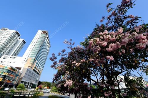 PG03_10032019_BUNGA_SAKURA_BN201902251564