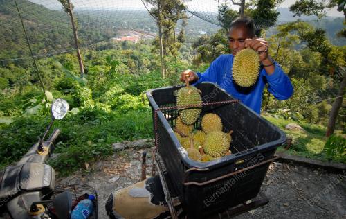 PG03_11051_SUSUN_BUAH_11052016
