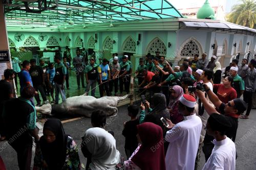 PG03_11082019_LEMBU_AIDILADHA_BN201908107728