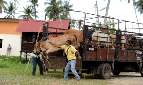 PG03_11092016_LEMBU_KORBAN