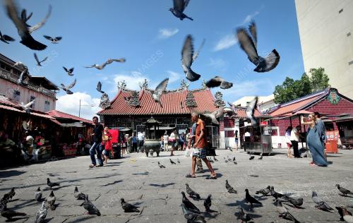 PG03_12012017_BURUNG_MERPATI