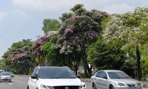 MUSIM SAKURA