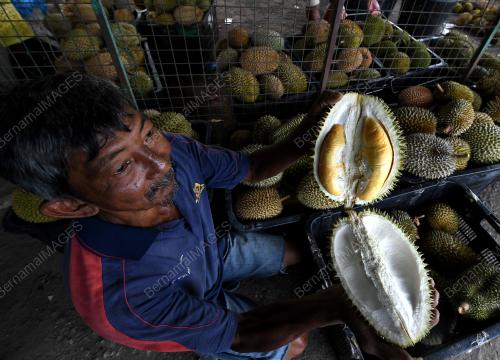 MUSIM BUAH DURIAN