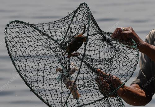 UMPAN MENANGKAP KETAM