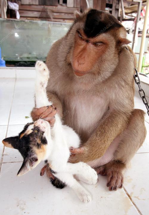 BERUK BERMESRA