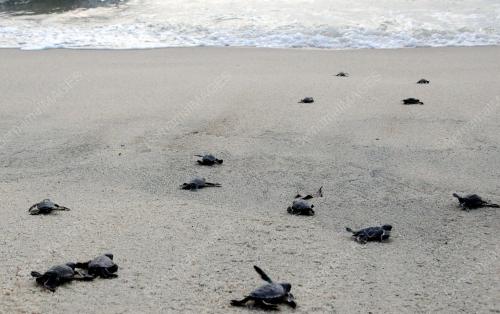 PG03_15062014_PENYU_PANTAI_KERACHUT
