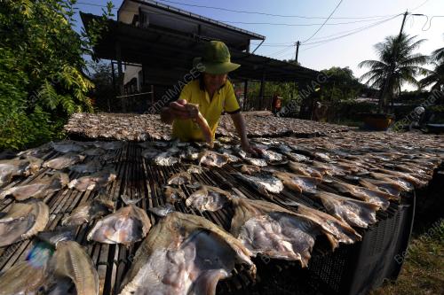 MUSIM KEMARAU TAMBAH REZEKI