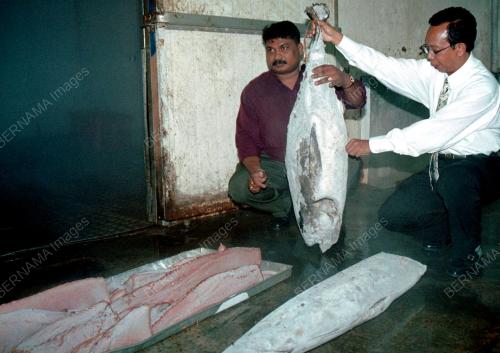 PG03_16102001_IKAN_TUNA