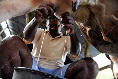 PG03_16102015_LEMBU_PERAH