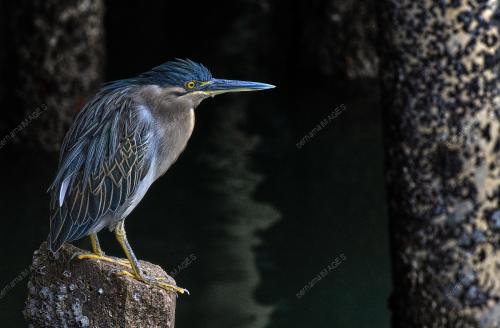 BURUNG PUCUNG