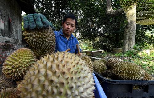 PKP-DURIAN