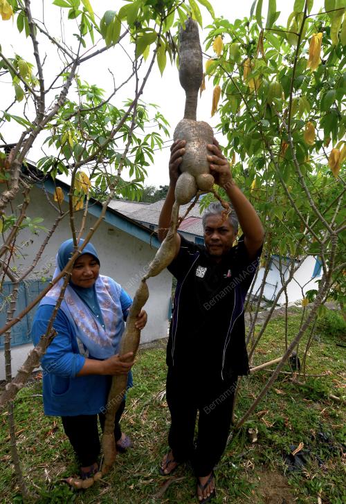 PG03_17072018_UBI_KAYU_GERGASI