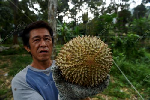 PG03_18072018_MUSANG_KING