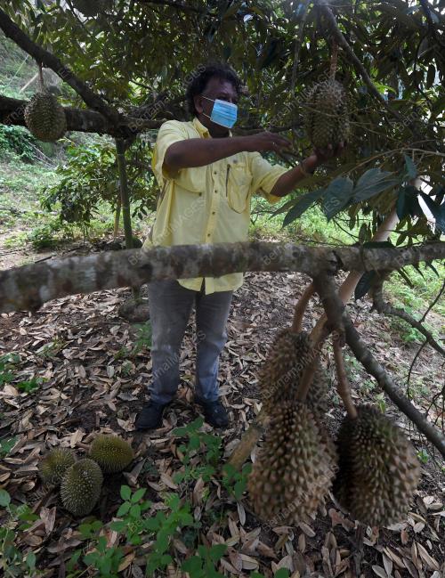 PEDAGANG PERMATA JUAL DURAN