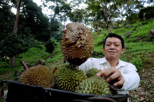 PG03_21062015_KUTIP_DURIAN