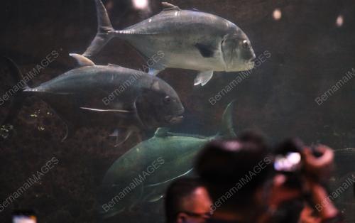 HARI IKAN SEDUNIA
