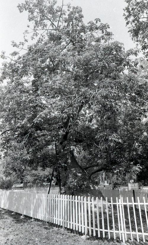 PG03_220390_POKOK