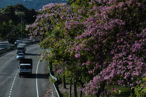 MUSIM BUNGA SAKURA