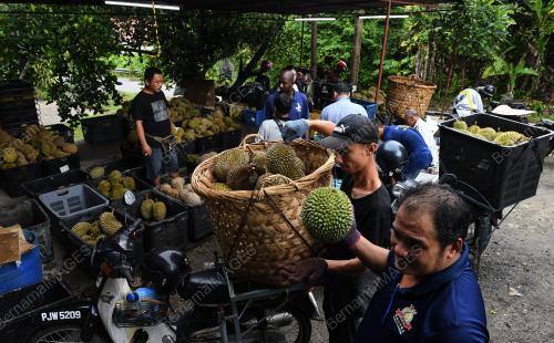 RAJA BUAH