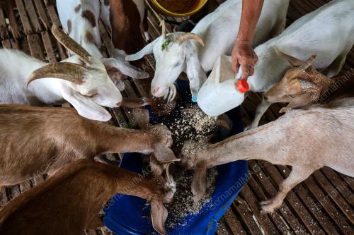 PENTERNAK KAMBING