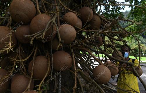 POKOK CANNON-BALL