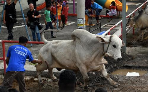 PG03_22082018_LEMBU_AIDILADHA_BN201808196203