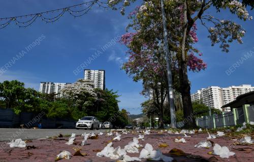 SAKURA MALAYSIA