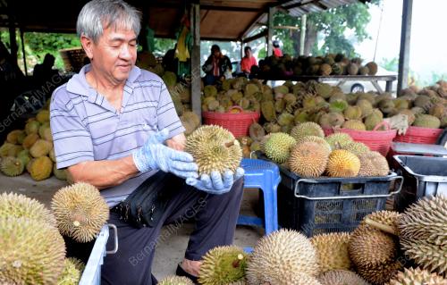 PG03_23062012_DURIAN