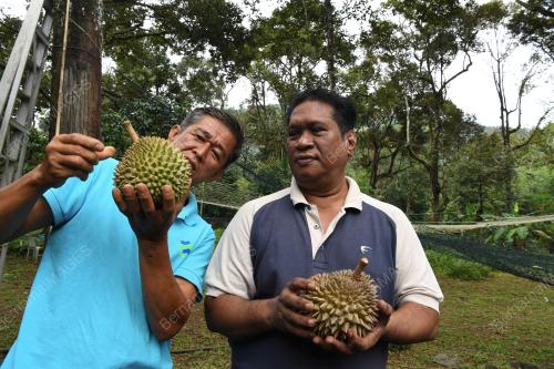 PG03_24042018_PETANI_BN201804256435