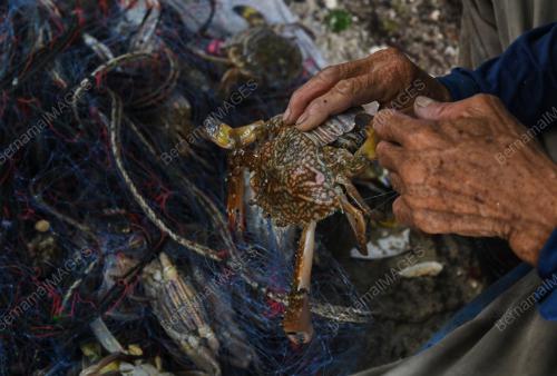 NELAYAN CARI KETAM