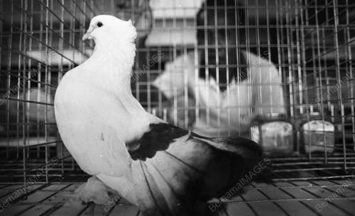 PG03_26012015_PESTA_BURUNG