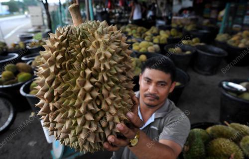 PG03_26052014_DURIAN_BESAR