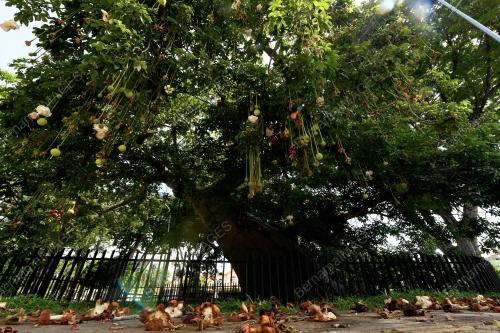 POKOK BERUSIA 149 TAHUN