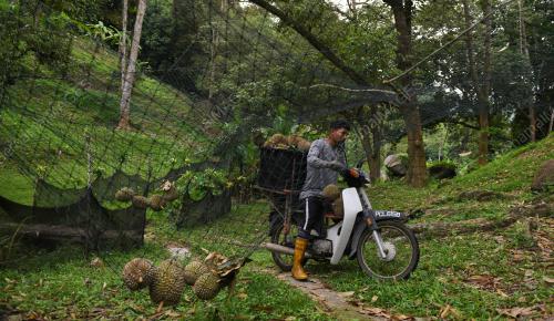 MUSIM DURIAN
