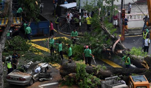 POKOK TUMBANG ATAS KERETA