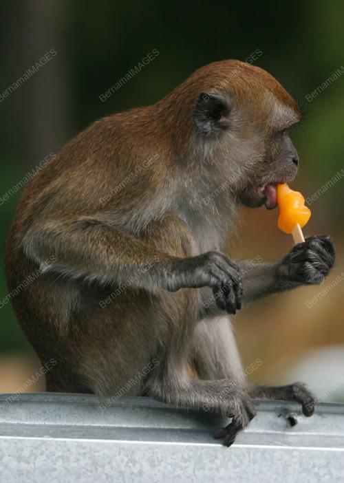 MONYET NIKMATI AISKRIM