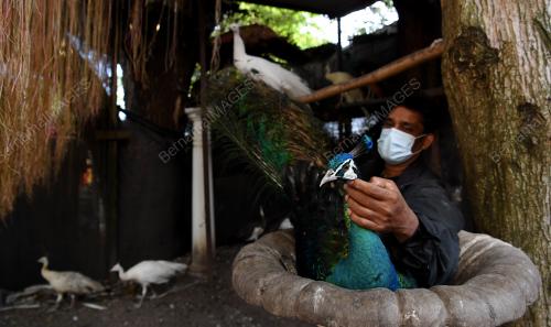 PELIHARA BURUNG MERAK