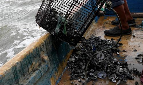 KERANG TERCEMAR