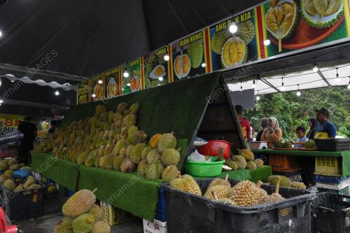 MUSIM DURIAN