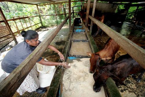 PENDUDUK KAMPUNG BUAH PALA